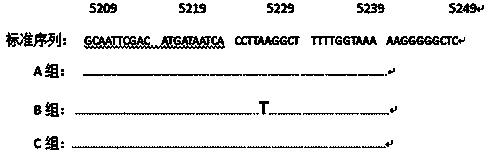 SSCP (single strand conformation polymorphism) detecting method for animal liver bacterial toxin contamination