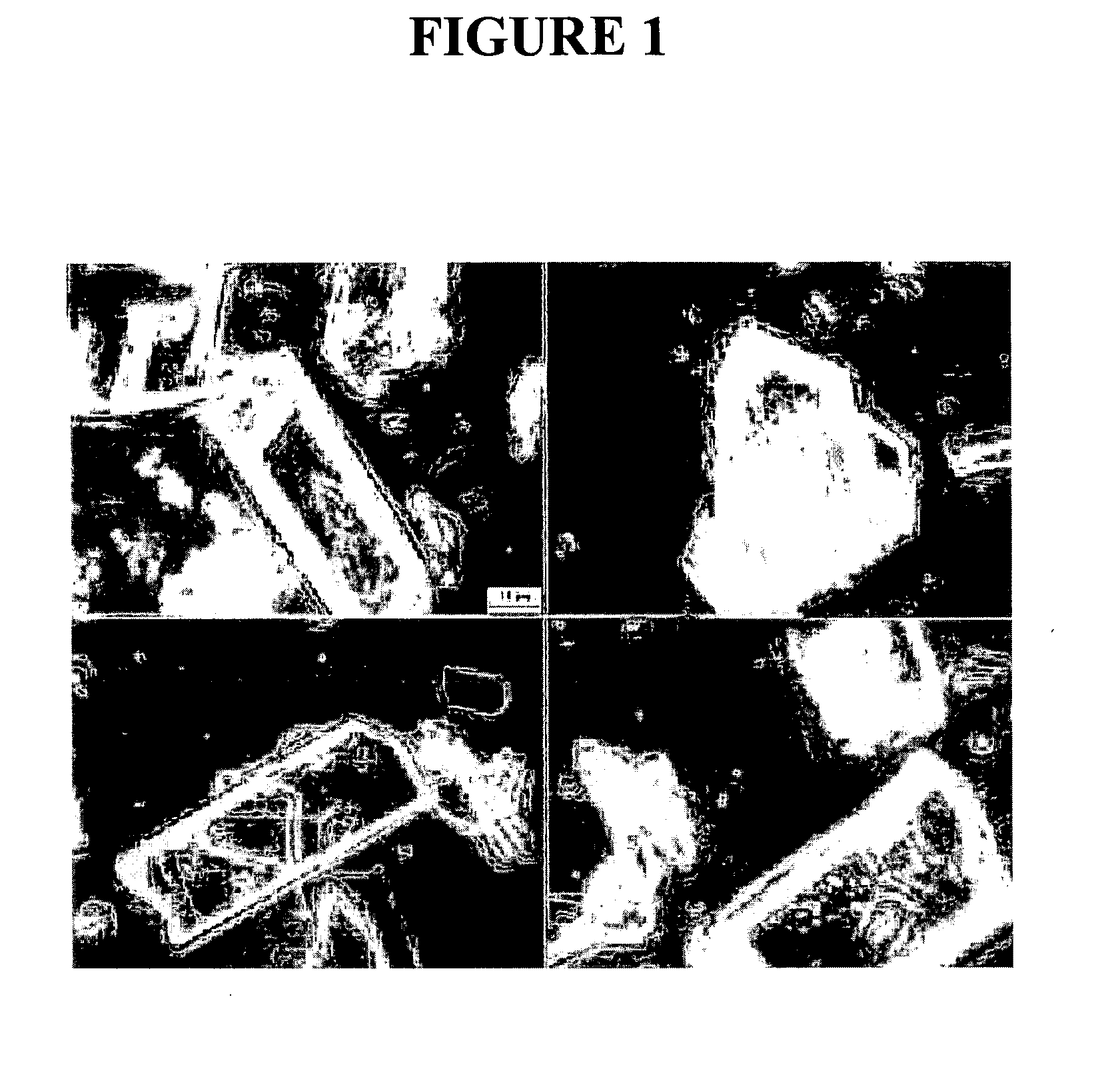 Nanoparticulate tacrolimus formulations