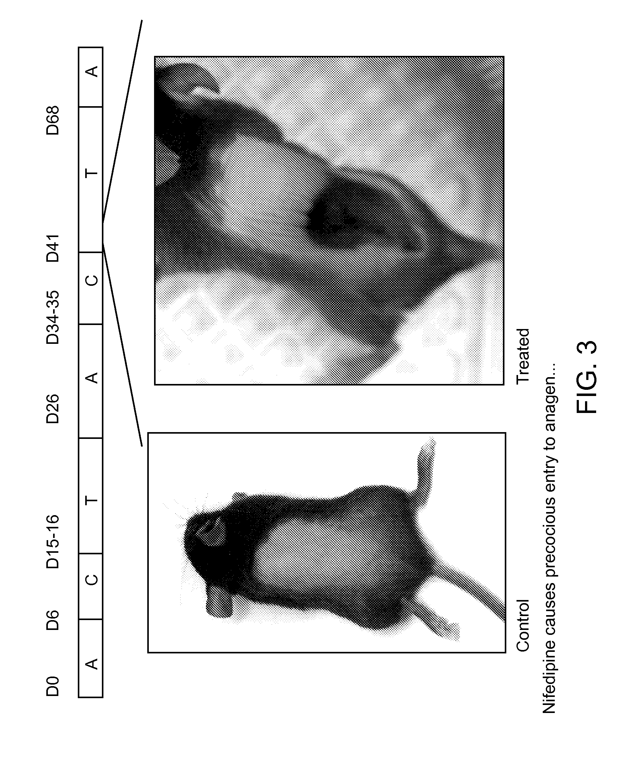 Compositions for Increasing Hair Growth