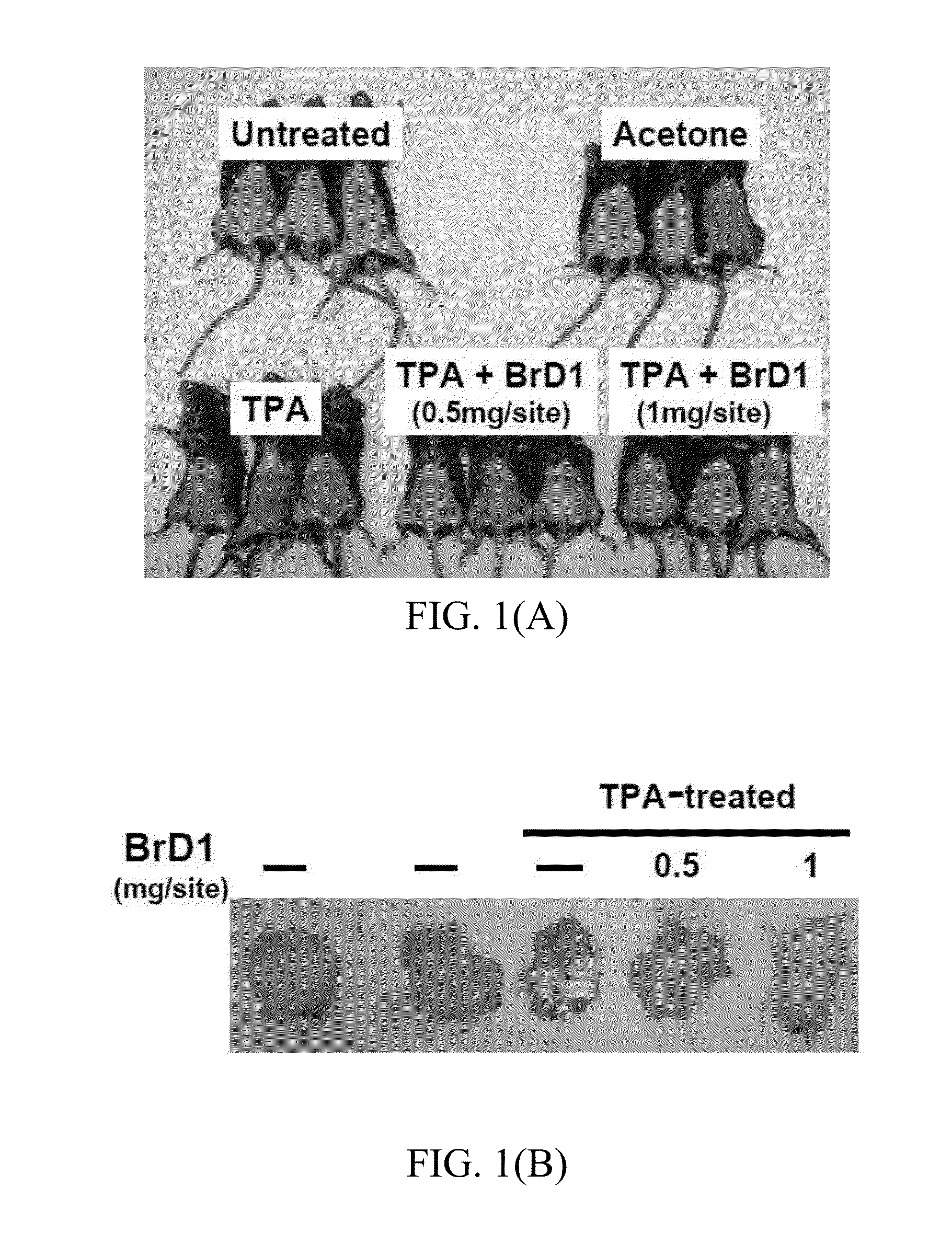 Pharmaceutical uses of diterpene excavatolide B from a coral or an analogue thereof