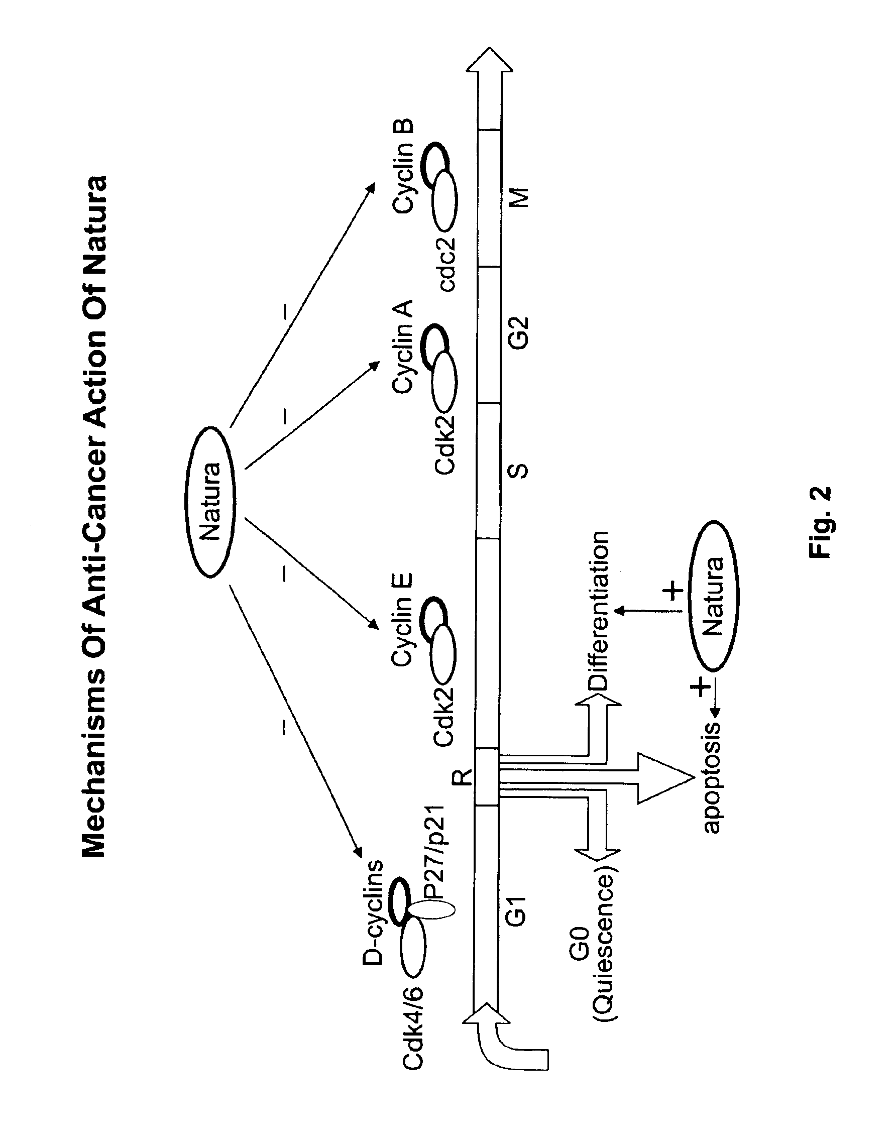 Derivatives of isoindigo, indigo and indirubin and methods of treating cancer