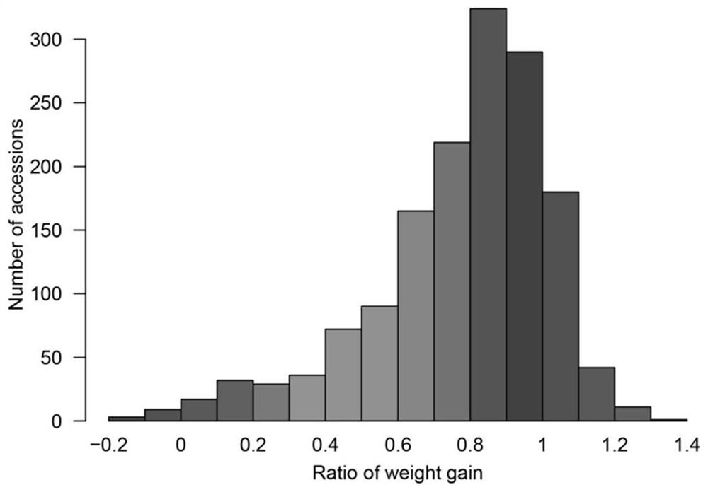 Brown planthopper resistant gene Bph41 as well as encoding protein and application thereof