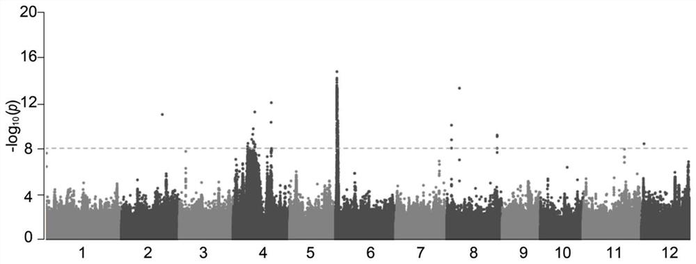 Brown planthopper resistant gene Bph41 as well as encoding protein and application thereof