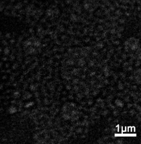 Pharmaceutical liposome containing Adriamycin and immunoadjuvant combination and preparation method for pharmaceutical liposome