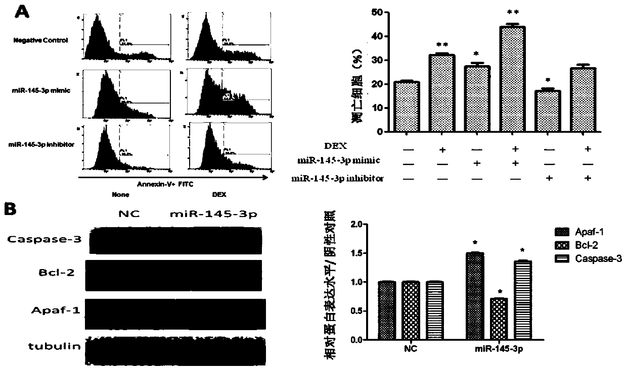 Application of miR-145-3p in preparation of apoptosis and autophagy enhancer