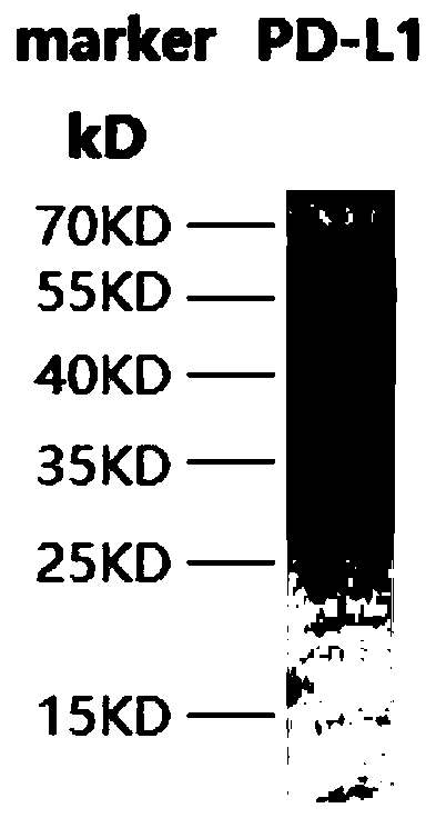 A kind of anti-PD-L1 antibody and application, preparation method, kit and medicine