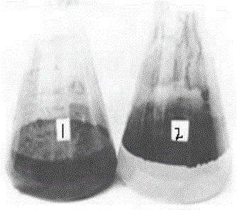 High-temperature-resistant and strong-emulsification microorganism strain and application of microorganism strain in paraffin removing and preventing