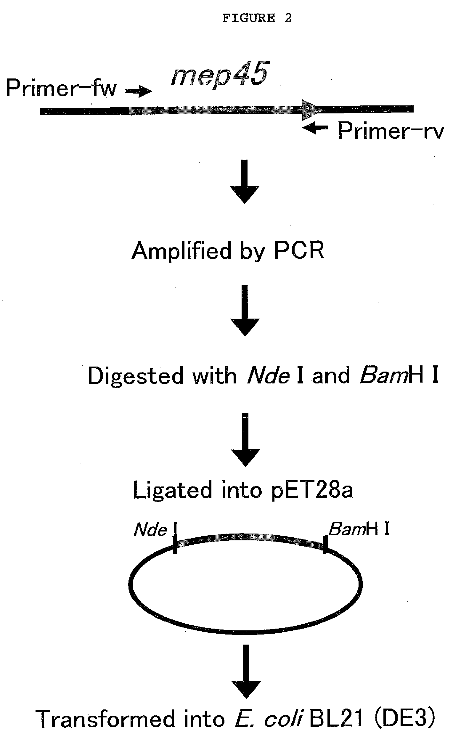 Biochip for the detection of phosphorylation and the detection method using the same