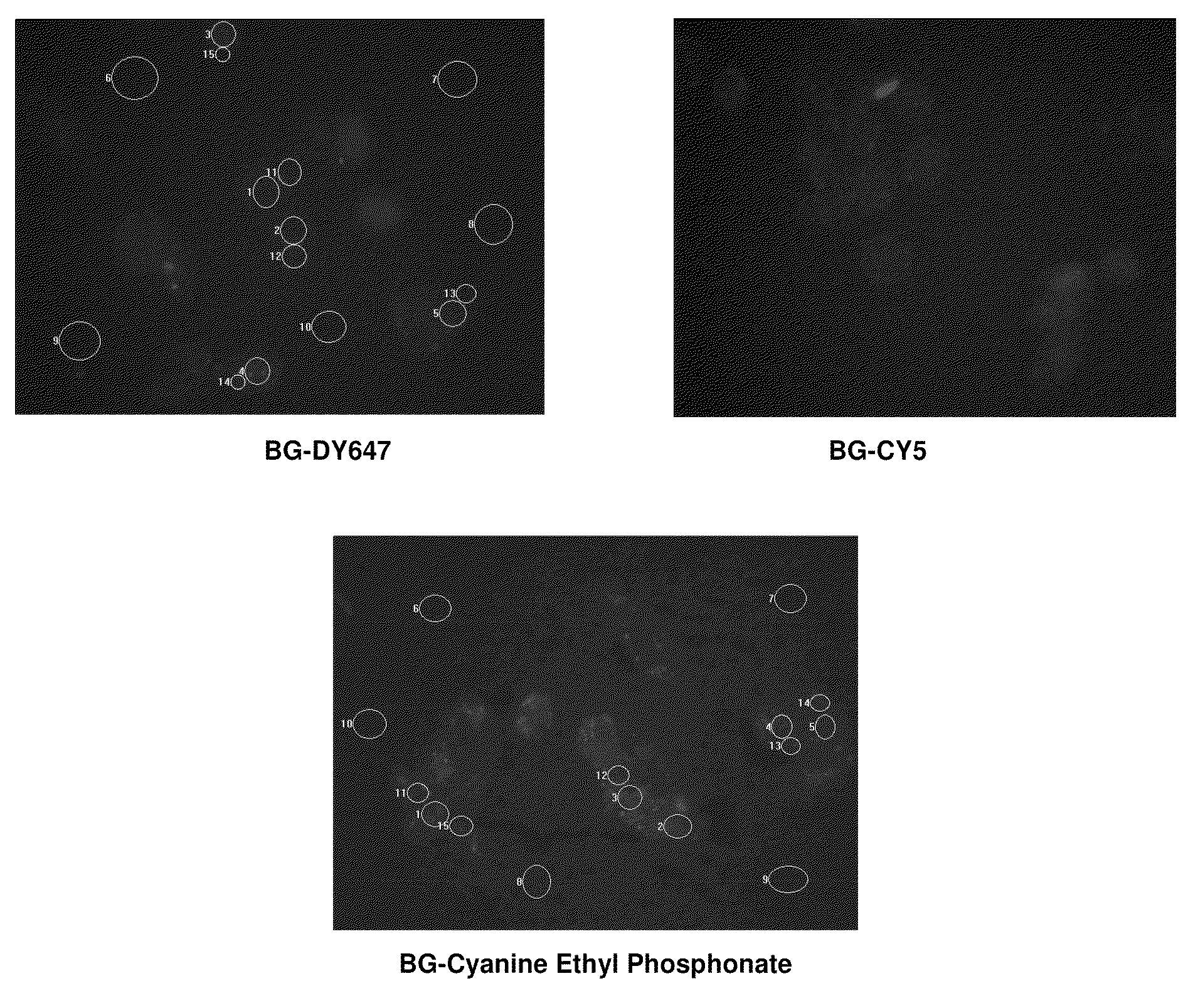 Cyanine derivatives, fluorescent conjugates containing same and use thereof