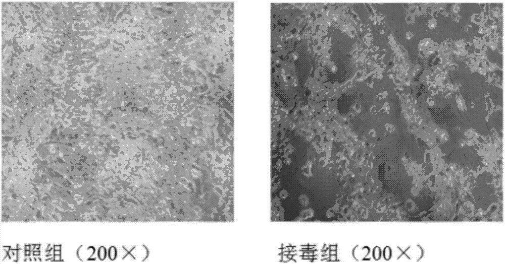 Duck adenovirus type 2 inactivated vaccine