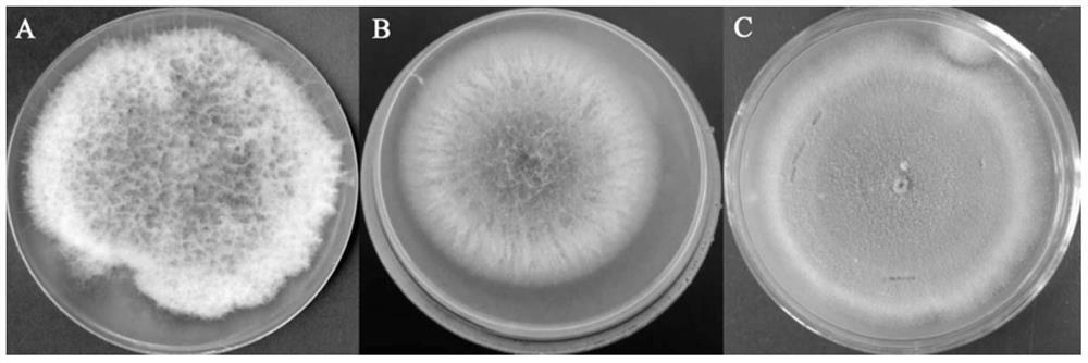 A special compound microbial agent for eliminating the obstacle of Pseudostellaria heterophylla and its preparation method