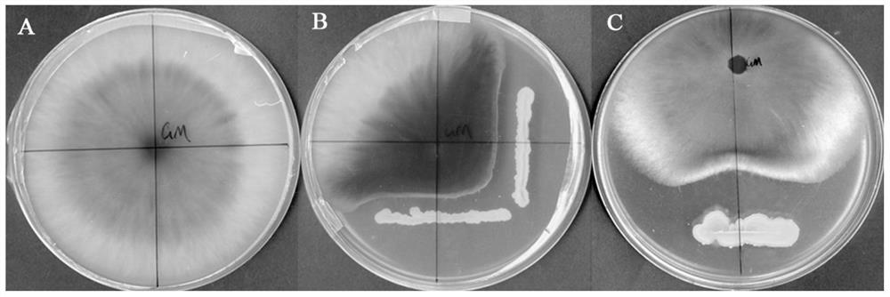 A special compound microbial agent for eliminating the obstacle of Pseudostellaria heterophylla and its preparation method