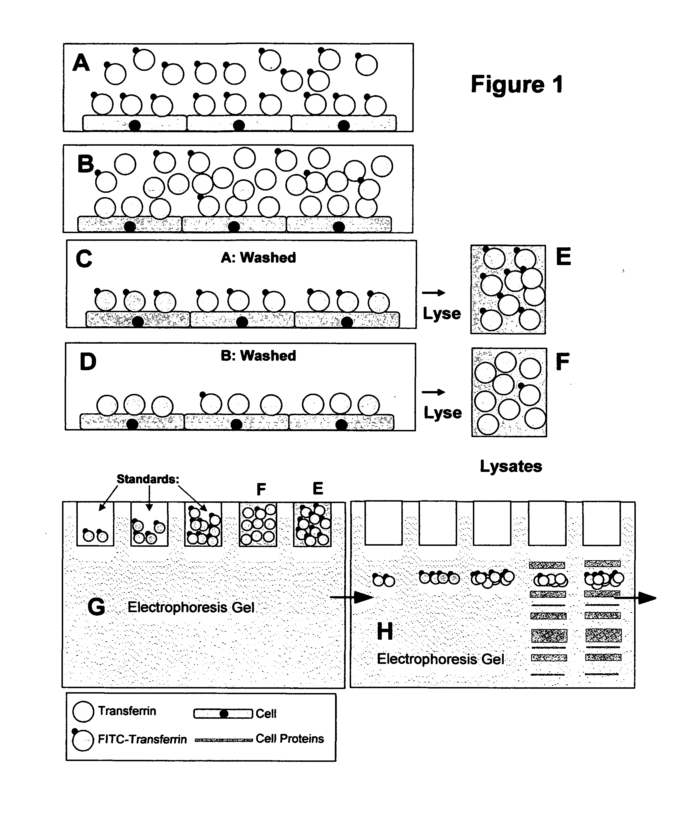 Method for the detection and measurement of Hapten-conjugated biological binding entities by western and dot-blot using anti-hapten antibodies