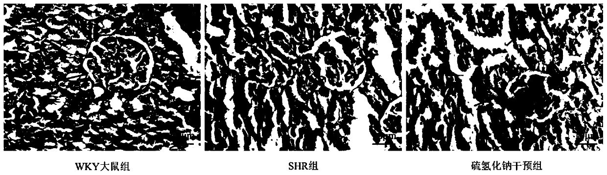 An experimental method to demonstrate the relationship between hydrogen sulfide and gap junctions