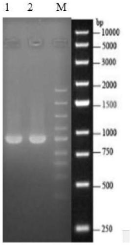 Method for expressing ORF2 protein of porcine circovirus 3 by using Escherichia coli and application thereof