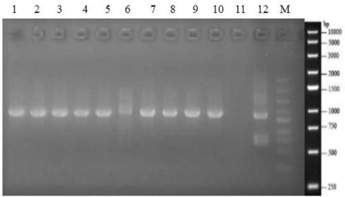 Method for expressing ORF2 protein of porcine circovirus 3 by using Escherichia coli and application thereof