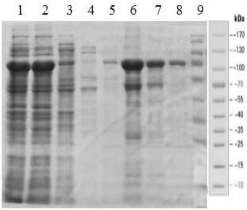 Method for expressing ORF2 protein of porcine circovirus 3 by using Escherichia coli and application thereof