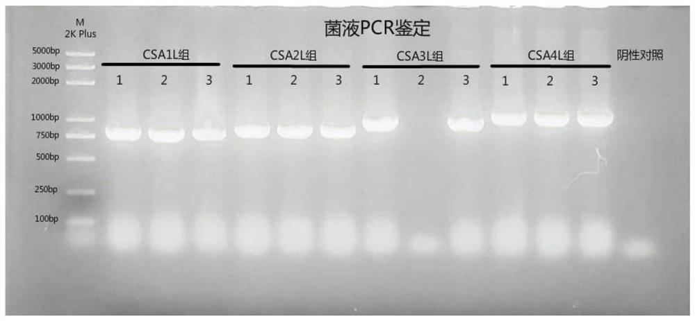 Long-acting canine interferon alpha fusion protein as well as preparation method and application thereof