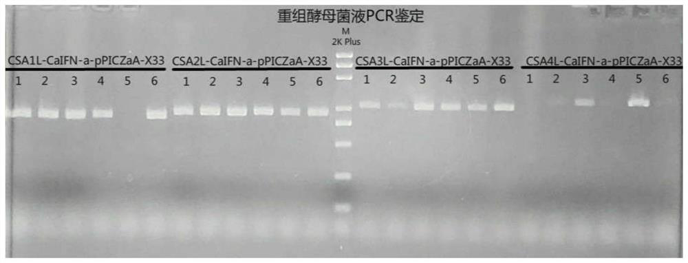 Long-acting canine interferon alpha fusion protein as well as preparation method and application thereof