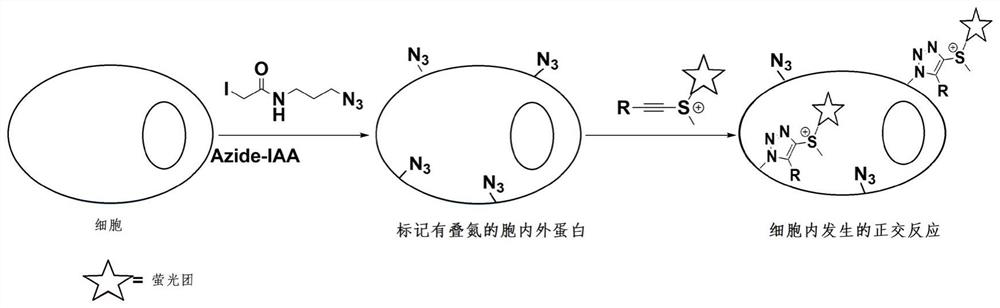 A kind of protein labeling method of ethynyl sulfate click reaction