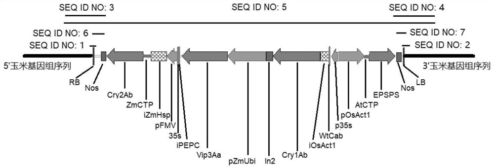 Transgenic Zea mays L. event LP007-5 and detection method thereof