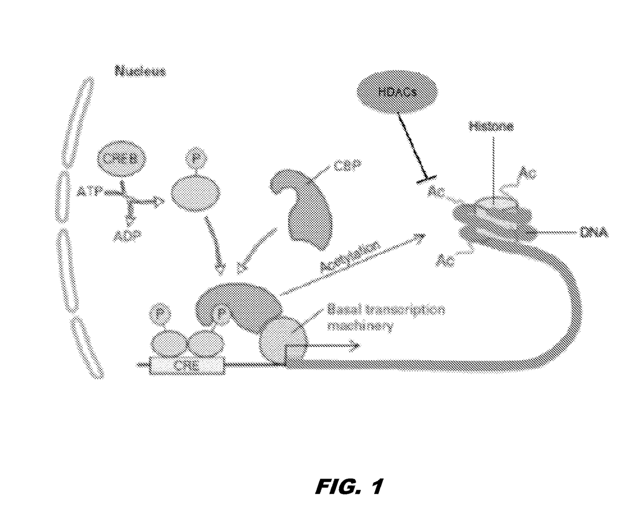 Histone acetyltransferase modulators and uses thereof