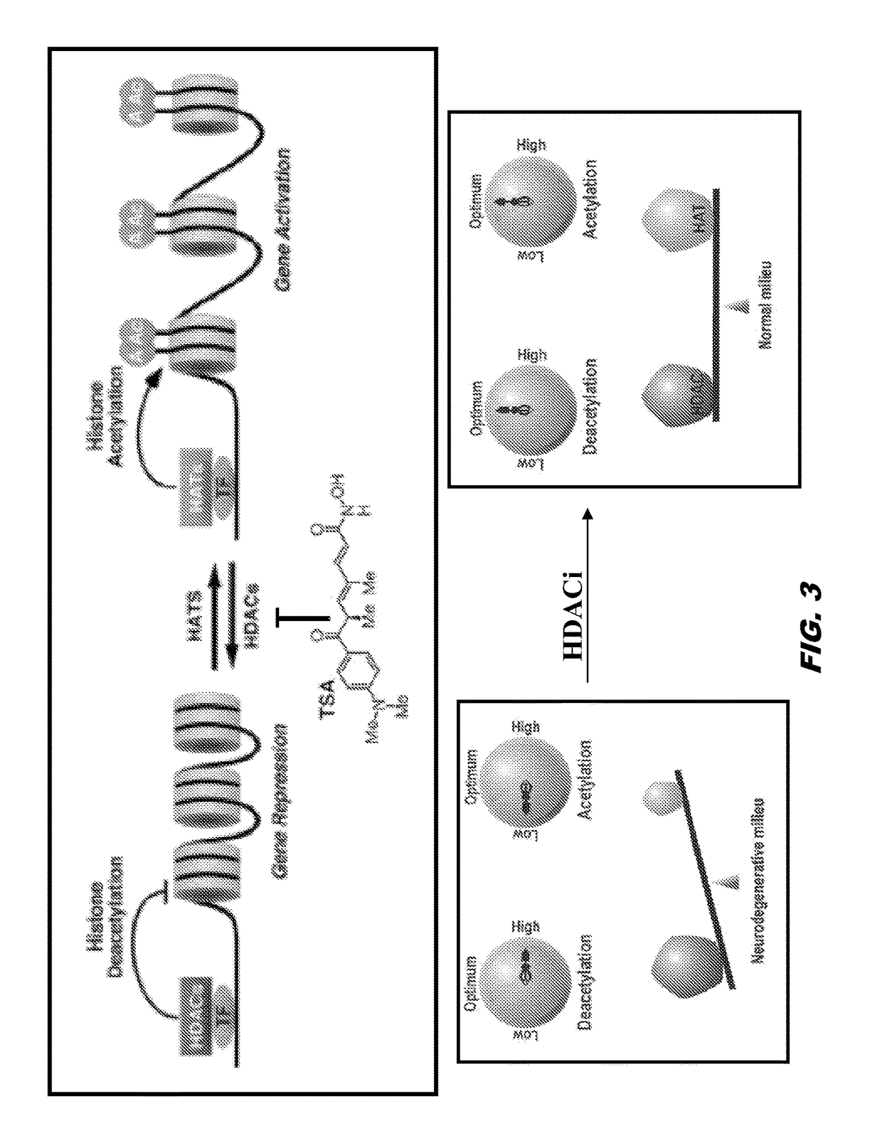 Histone acetyltransferase modulators and uses thereof