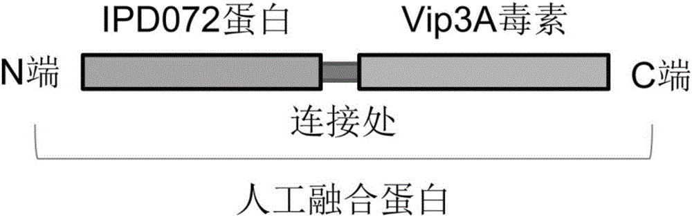 Insecticidal fusion protein, coding gene and application thereof