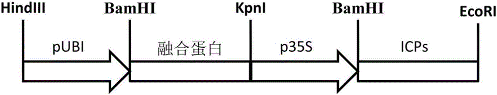 Insecticidal fusion protein, coding gene and application thereof