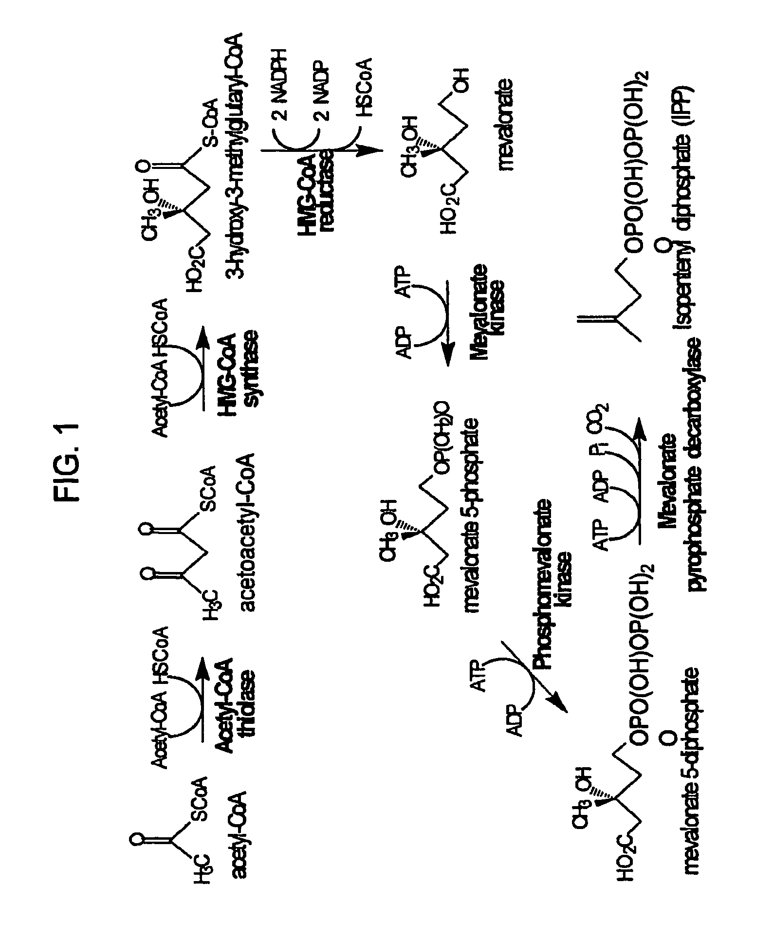 Production of isoprenoids and isoprenoid precursors