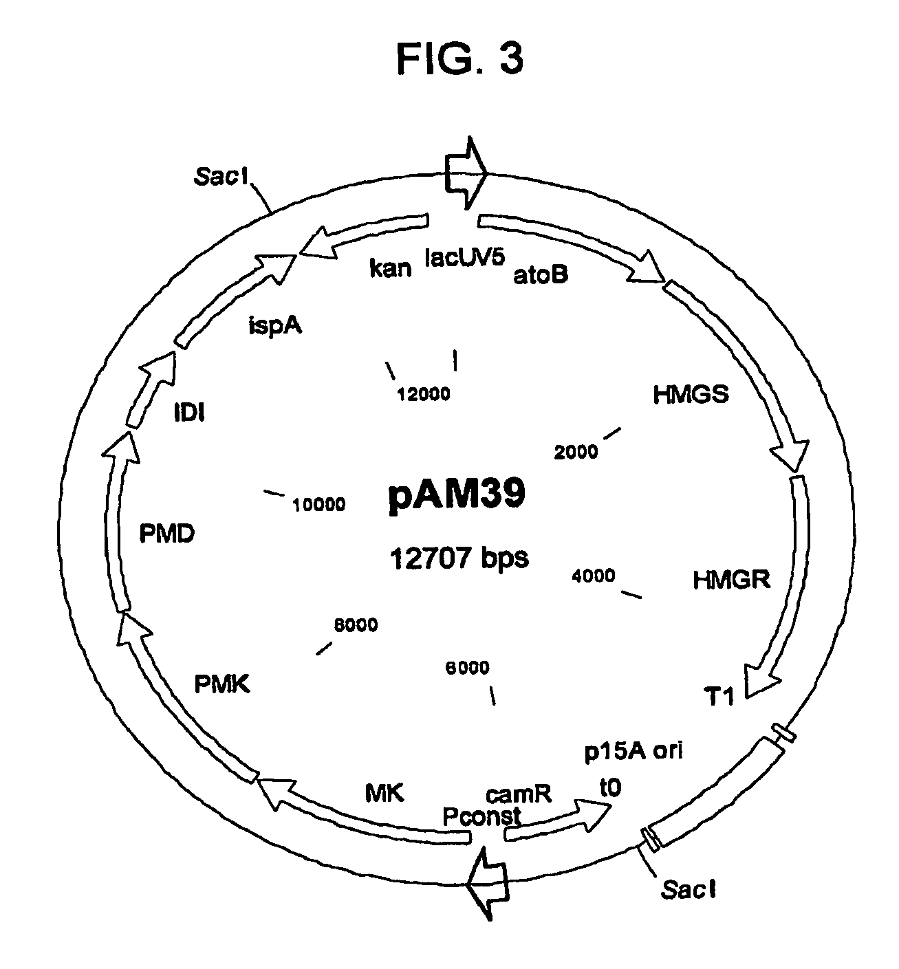 Production of isoprenoids and isoprenoid precursors