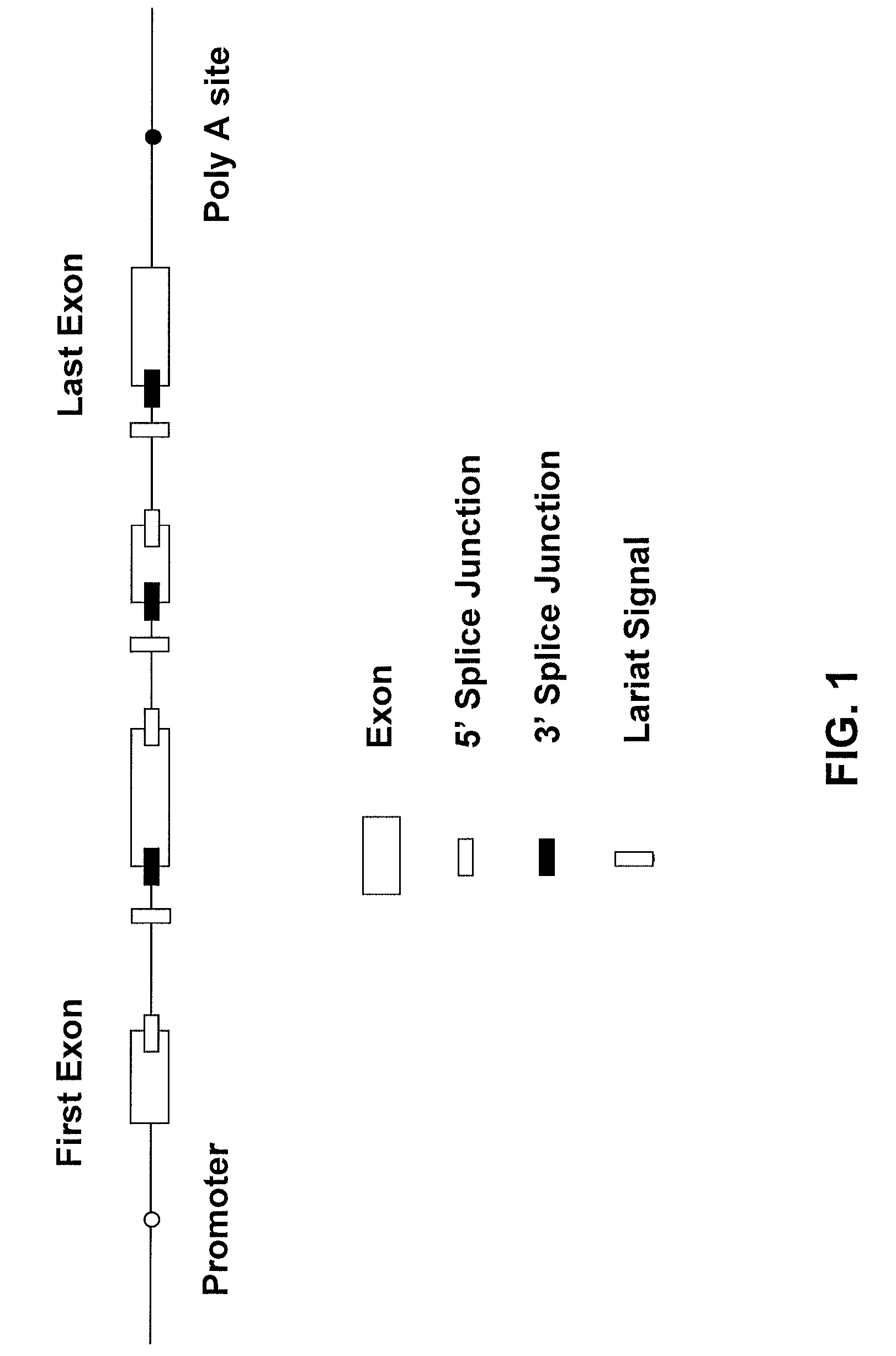 Method of genome-wide nucleic acid fingerprinting of functional regions