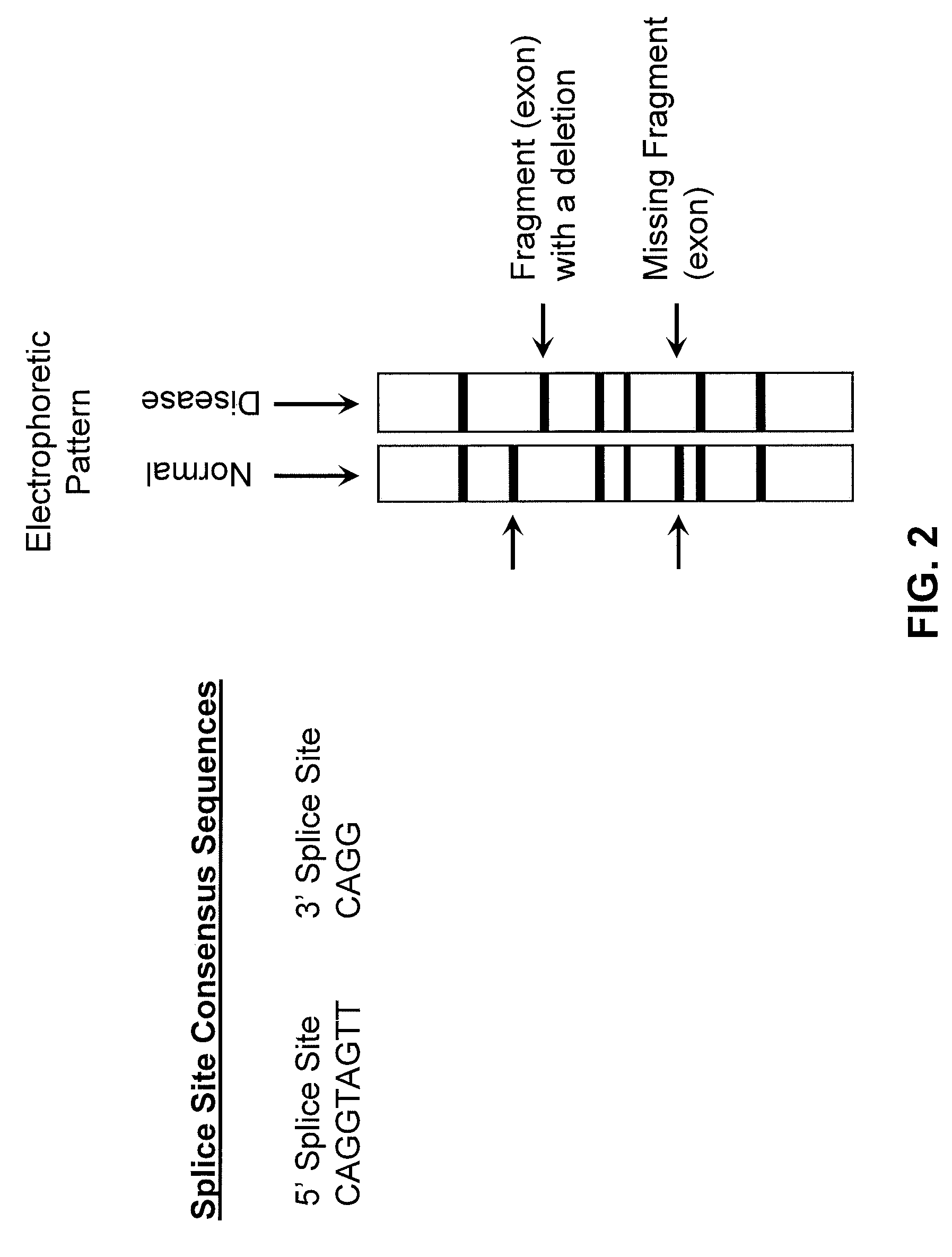 Method of genome-wide nucleic acid fingerprinting of functional regions