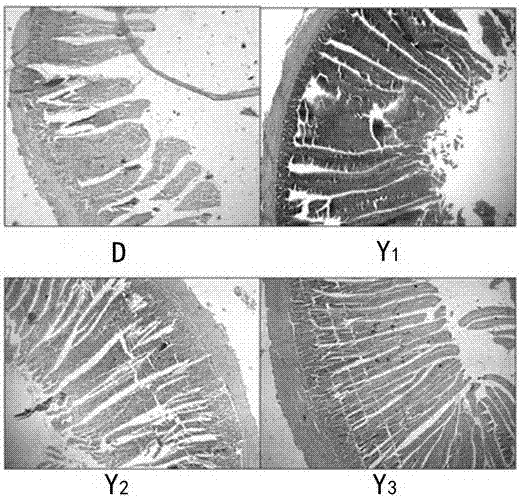 Feed additive for promoting growth and intestinal development of livestock and poultry, and preparation method and application of feed additive