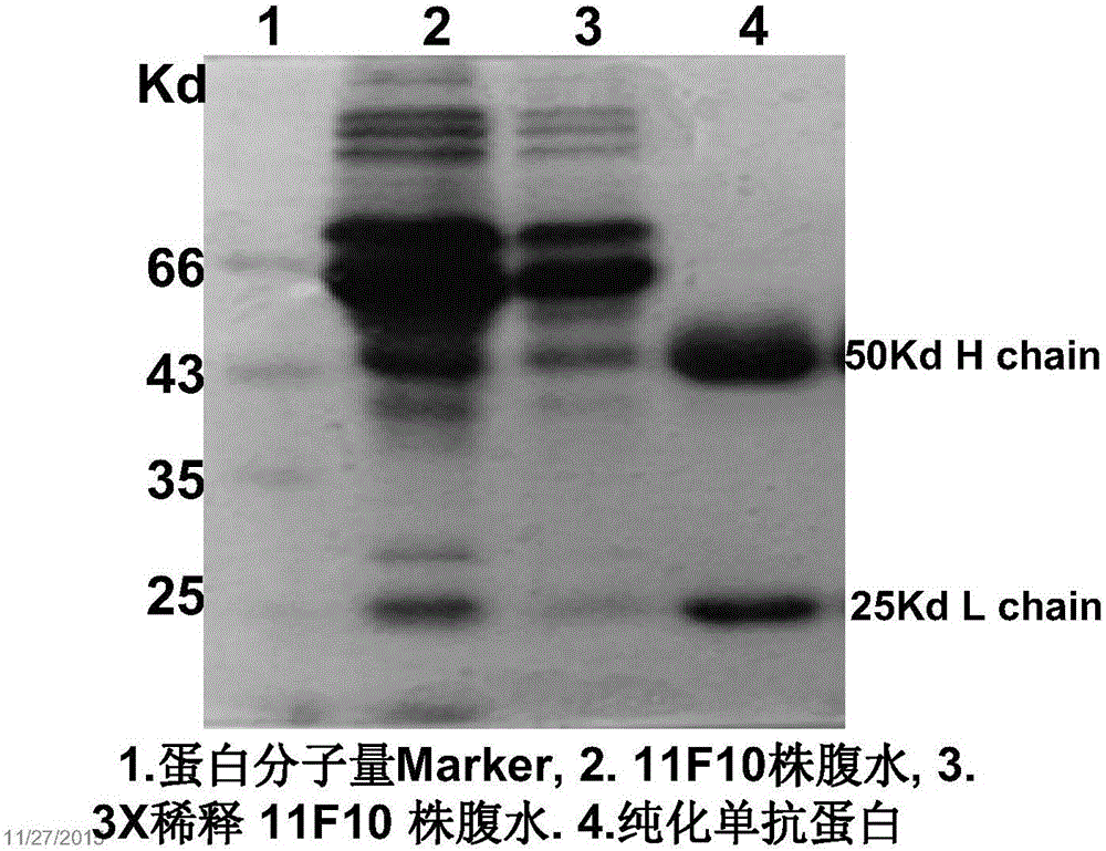 Fluoroquinolone medicine cluster specific immunoaffinity chromatography glue and preparation method thereof