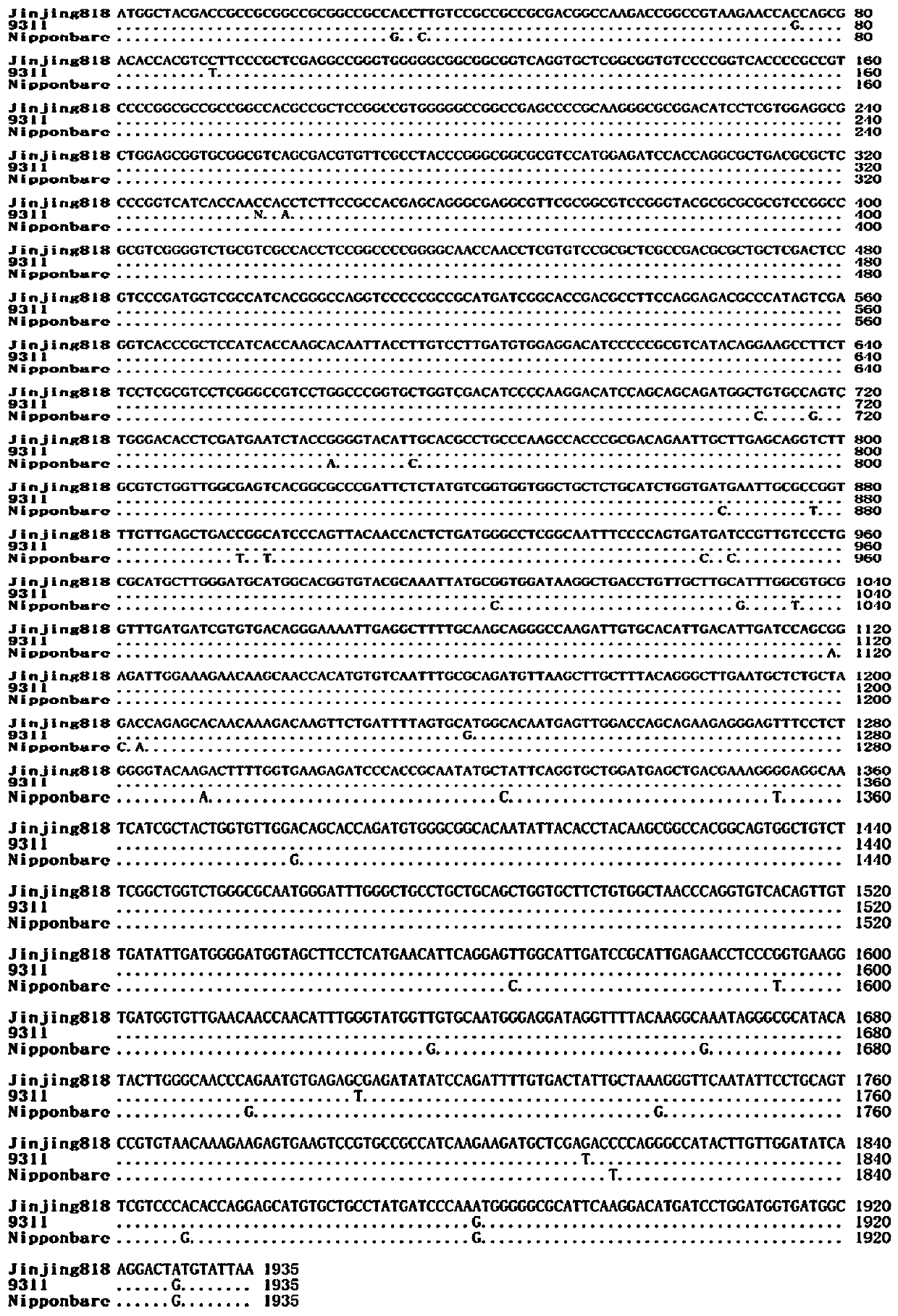 dCAPS (derived cleaved amplified polymorphic sequences) molecular marking method for rapidly screening imidazolinone herbicide resistant rice