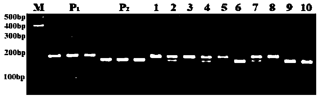 dCAPS (derived cleaved amplified polymorphic sequences) molecular marking method for rapidly screening imidazolinone herbicide resistant rice