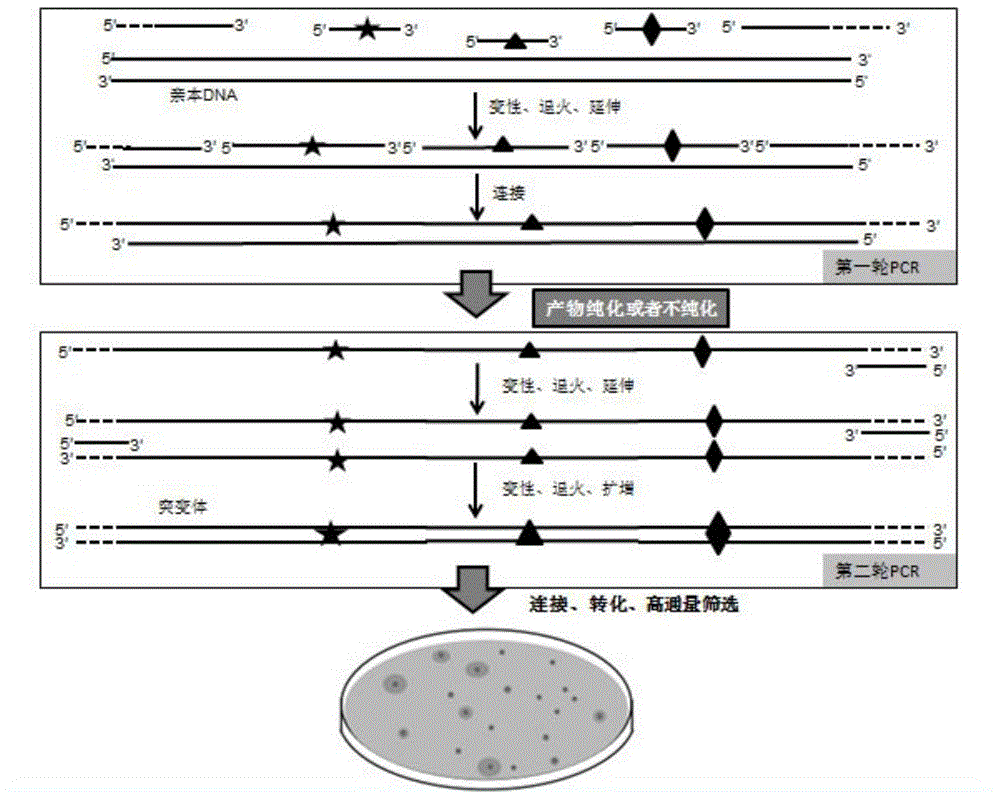 Method of carrying out rapid and efficient DNA combination and evolution based on synthesis of single-chain DNA library