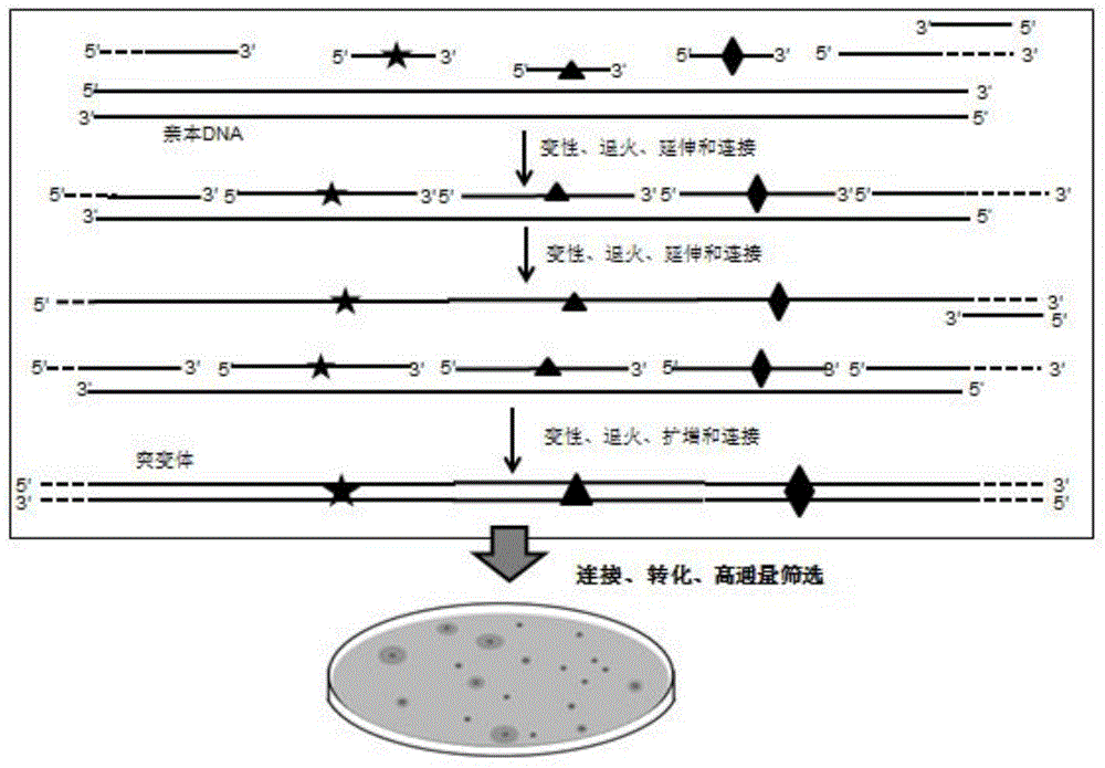 Method of carrying out rapid and efficient DNA combination and evolution based on synthesis of single-chain DNA library