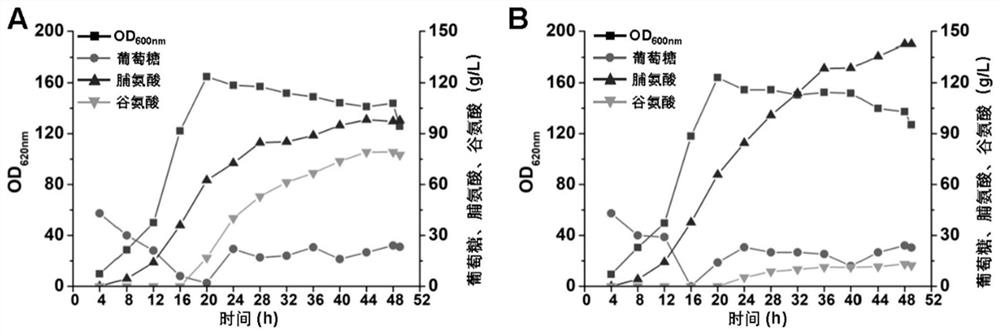 Corynebacterium glutamicum for high yield of L-proline and method for high yield of L-proline