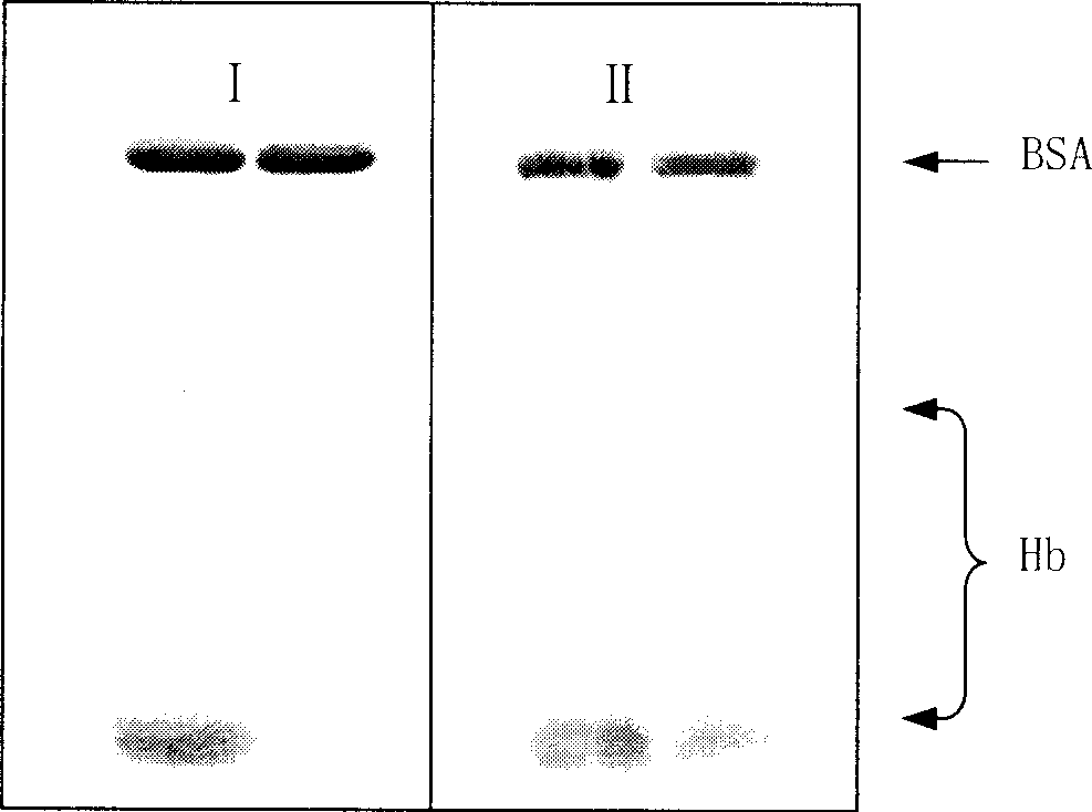 Molecular cngram resin and prepartion method, and application for separating and purifying protein