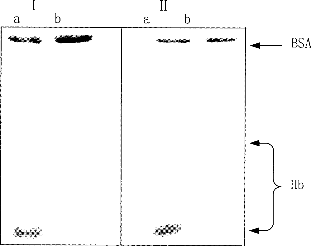 Molecular cngram resin and prepartion method, and application for separating and purifying protein