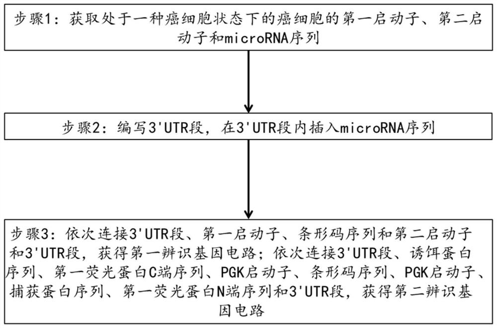 Cancer cell state identification gene circuit group and preparation method thereof