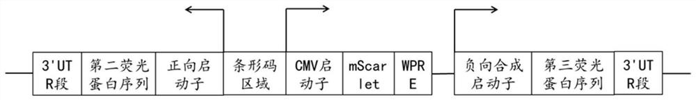 Cancer cell state identification gene circuit group and preparation method thereof