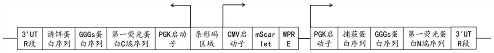 Cancer cell state identification gene circuit group and preparation method thereof