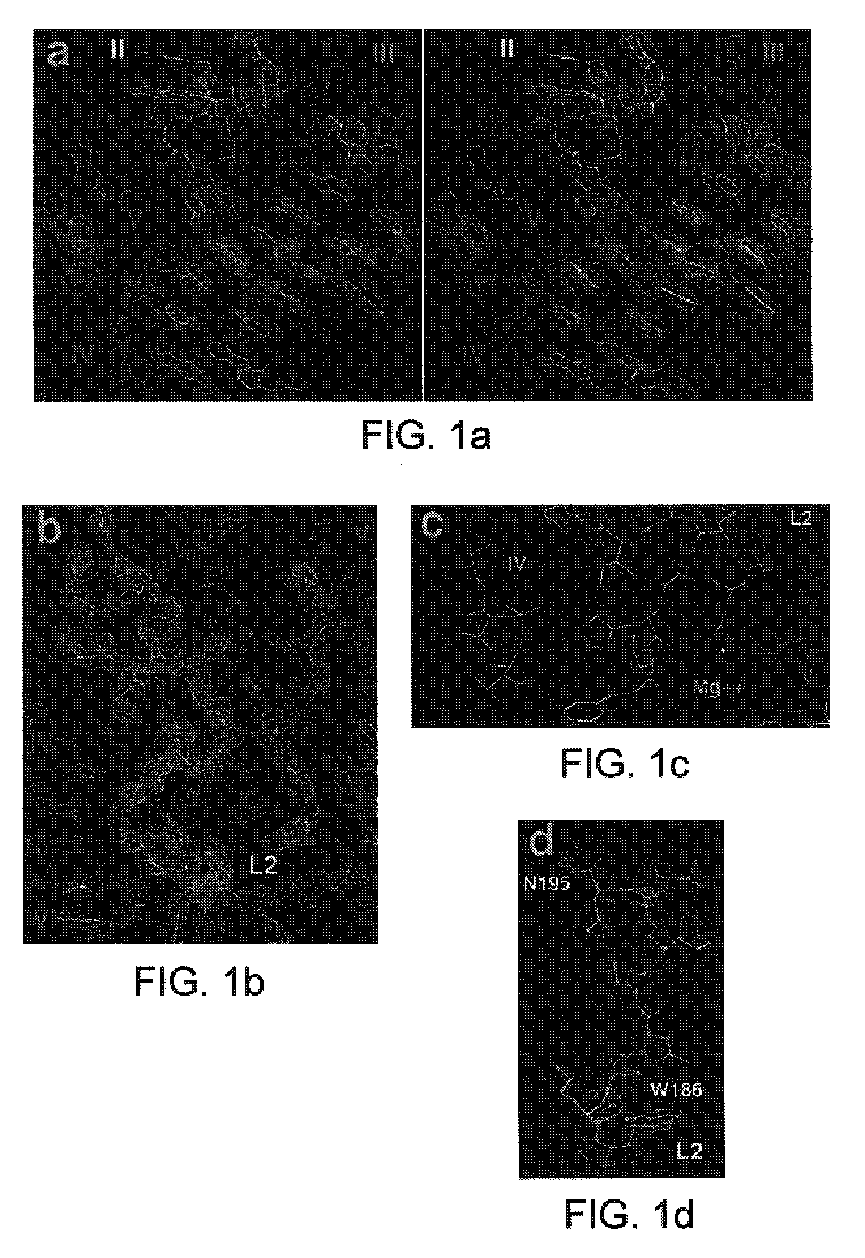 Determination and uses of the atomic structures of ribosomes and ribosomal subunits and their ligand complexes