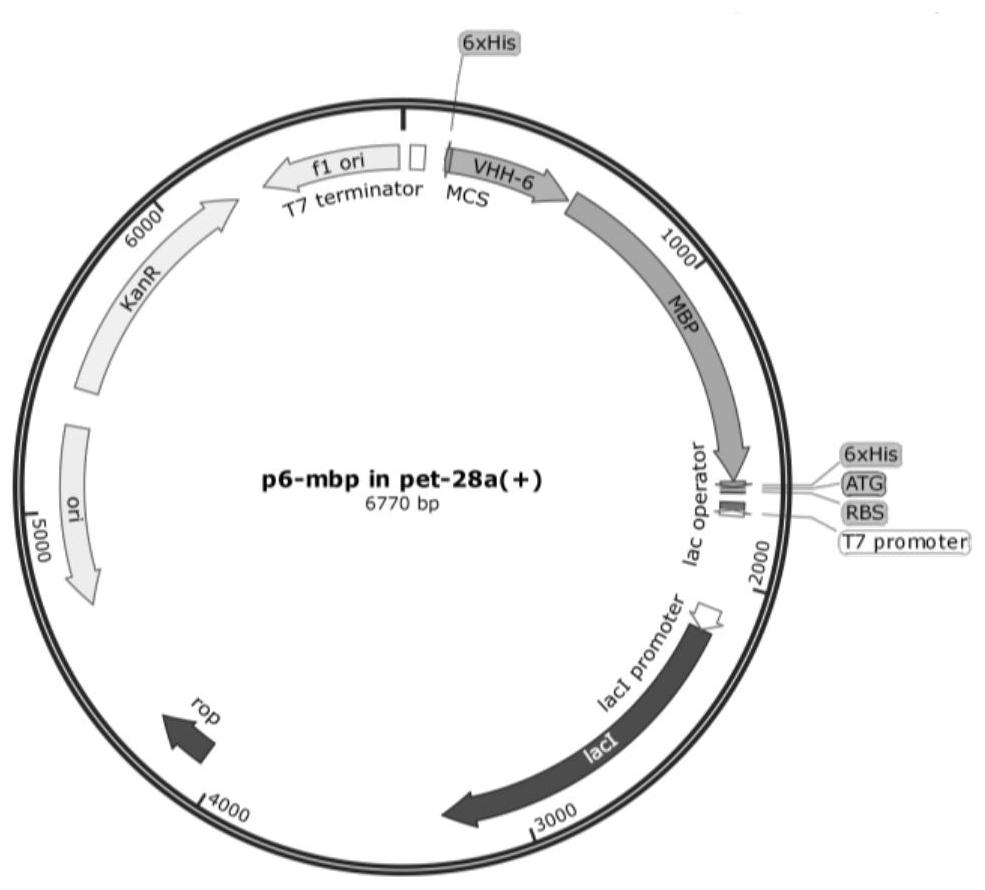 Anti-H5 subtype avian influenza nano antibody protein as well as coding gene and application of nano antibody protein