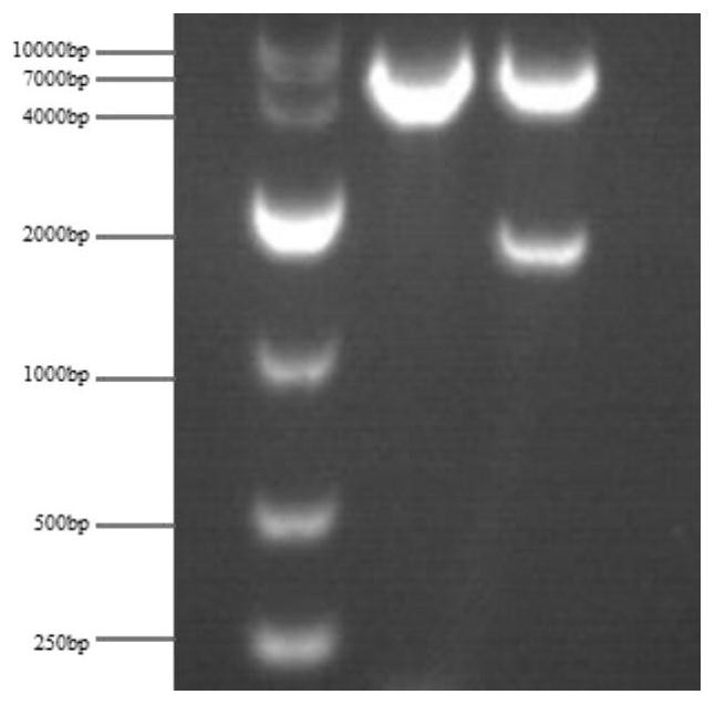 Anti-H5 subtype avian influenza nano antibody protein as well as coding gene and application of nano antibody protein