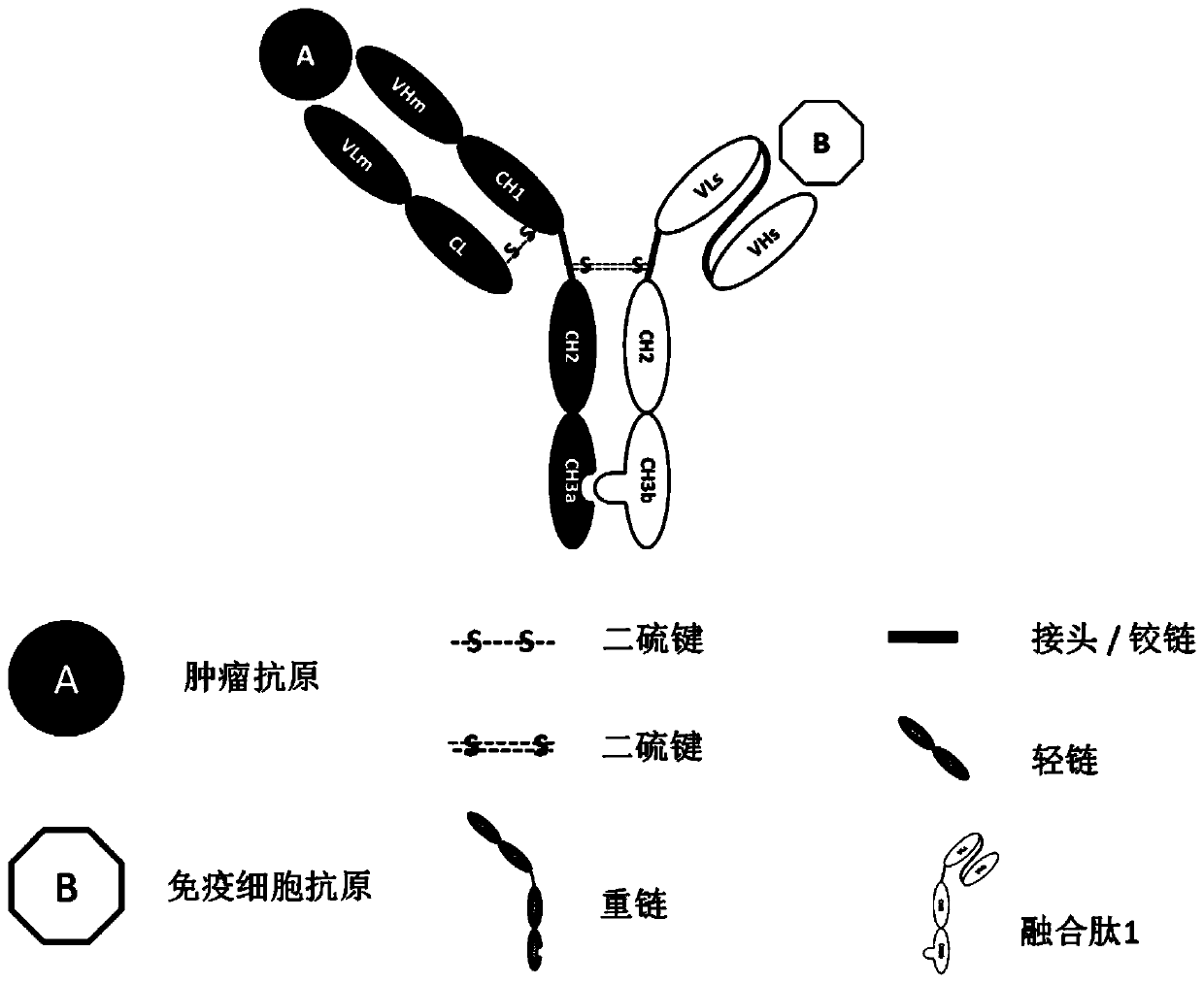 Modified Fc fragment, antibody comprising same, and use thereof