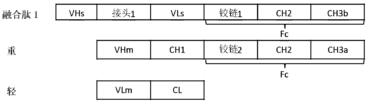 Modified Fc fragment, antibody comprising same, and use thereof